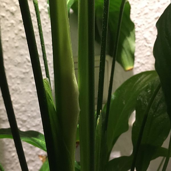 1. November. An einem Blattstiel zeigt sich eine Verdickung; Wei&szlig; schimmert durch