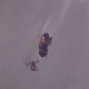 Spinne beim Einmachen